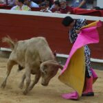 novillada (9)
